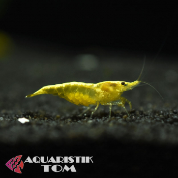 Gelbe Zwerggarnele, Neocaridina davidi 'Yellow Fire'